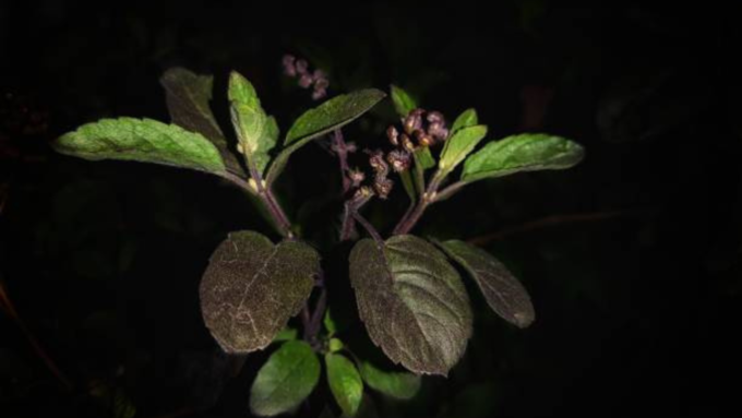 ತುಳಸಿಯ ದಿಕ್ಕು