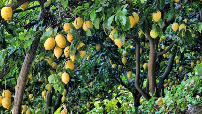 lemon tree