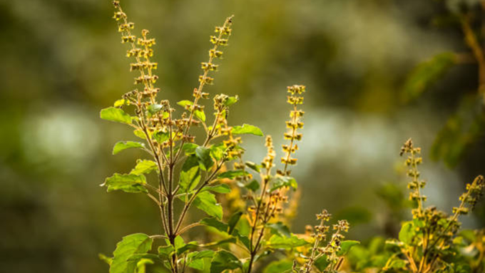 ತುಳಸಿಗೆ ನೀರನ್ನು ನೀಡಬಹುದೇ.?