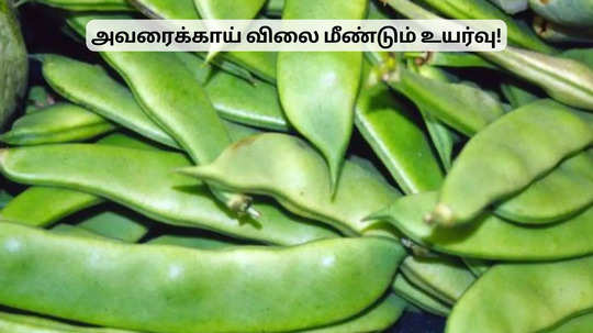 அவரைக்காய் விலை உயர்வு.. இன்றைய காய்கறி விலைப் பட்டியல்!