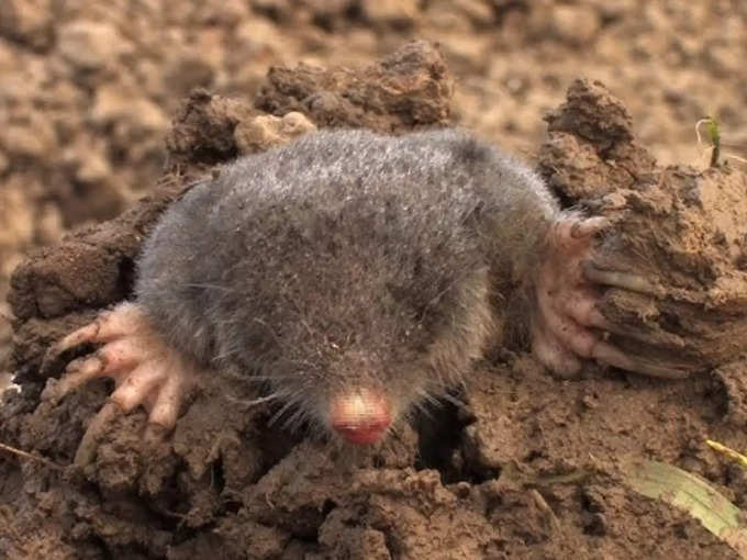 European Mole