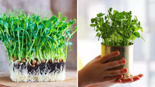 Microgreens : तृणांकुर घरच्या घरी