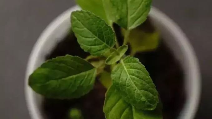 tulsi