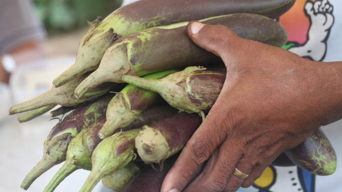 Brinjal