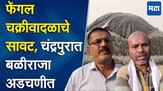 फेंगल चक्रीवादळाच्या प्रभावाने शेतकरी चिंतेत, चंद्रपुरात बरसला रिपरीप पाऊस; कापूस, तूर पिक संकटात