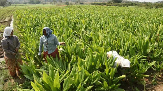 7000 ரூபாய் பெறப்போகும் பெண் விவசாயிகள்...ஆட்சியர் வெளியிட்ட அறிக்கையால் குஷியில் மக்கள்!