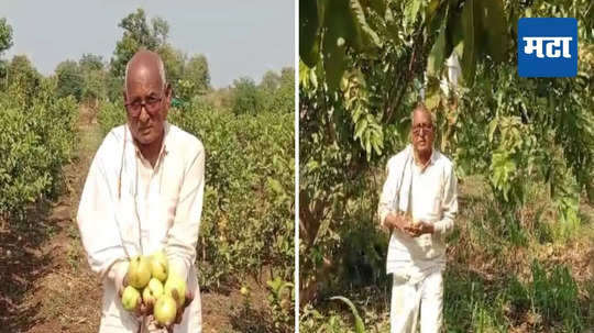 Farmer Success Story : फळबाग लागवडीतून आर्थिक प्रगती, तैवान किंग आणि सरदार जातीच्या पेरुची यशस्वी शेती; वर्षाला लाखोंची कमाई