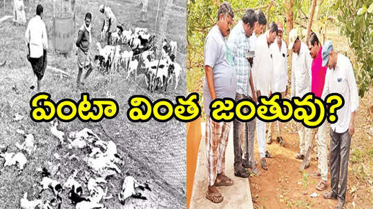 శ్రీకాకుళం: ఉద్దానంలో వింత జంతువు?.. మిస్టరీగా, స్థానికుల్లో భయం!