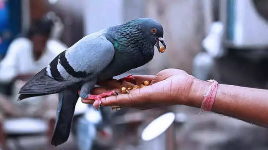 PMC Fine For Feeding Pigeons: त्यांना भूतदयेने झपाटले!