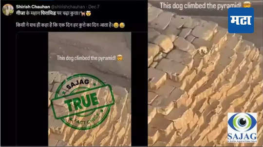 Fact Check: गिझाच्या पिरॅमिडवर चढला कुत्रा? व्हायरल VIDEO वरील दाव्यात किती सत्य? जाणून घ्या