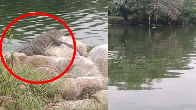 Huge Crocodile in Manjeera River