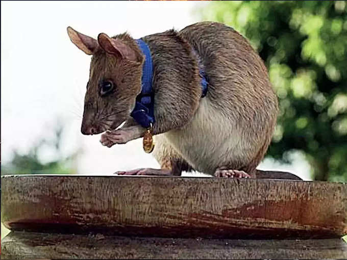 चूहा (RAT) जन्‍म साल 1948, 1960, 1972, 1984, 1996, 2008, 2020