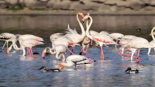 Life Of Flamingo: प्राणीजगतातील रंग