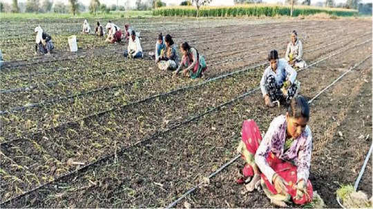 कांदा लागवडीसाठी लगबग; फुलंब्रीत कांद्याच्या क्षेत्रात वाढ होण्याची शक्यता, रब्बीतील ८६ टक्के पेरण्या पूर्ण