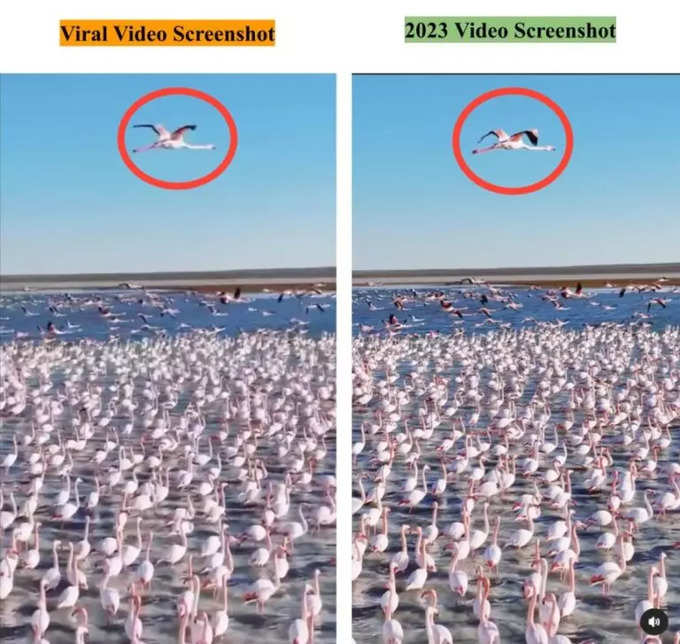 Flamingo Viral Post