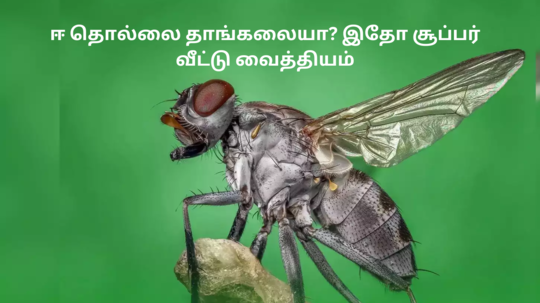 வீட்டில் ஈ தொல்லை அதிகமா இருக்கா - இந்த விஷயத்த பண்ணுங்க வரவே வராது