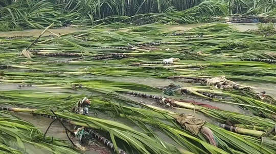 பொங்கல் அறுவடைக்கு தயாராக இருந்த கரும்புகள் சேதம்...  பாபநாசம் அருகே விவசாயிகள் வேதனை!