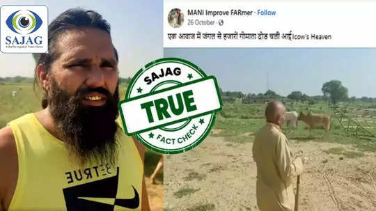 Fact Check : सेवकाच्या आवाजावर जंगलातून गायी धावत येतात?  हृदय जिंकणाऱ्या व्हिडिओचे सत्य जाणून घ्या