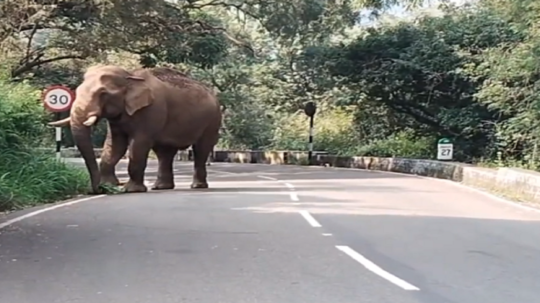 கோவை ஆழியார் கவியருவி அருகே உலா வரும் ஒற்றை காட்டு யானை......பொதுமக்கள் பீதி!