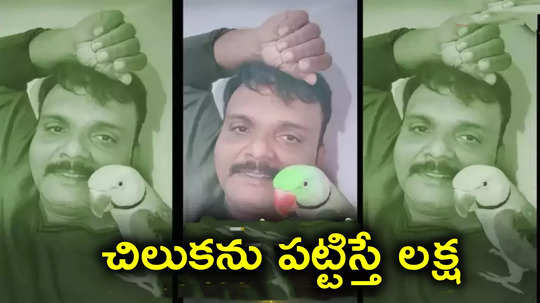 రామ చిలుకను పట్టిస్తే రూ.1 లక్ష.. యజమాని బంపరాఫర్