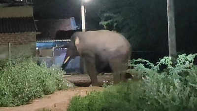 கோவை சிறுமுகையில் உலா வந்த ஒற்றை காட்டு யானை... மக்கள் அச்சம்!