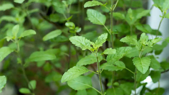 ತುಳಸಿ ಗಿಡ