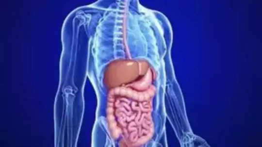 The Brain-Gut Connection: आतड्यातील ‘मेंदू’