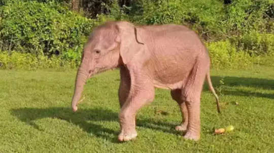 Amazing Facts About Elephant : गंधामधून फुललेले नाते