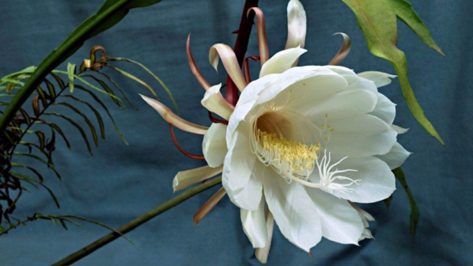 brahma kamal