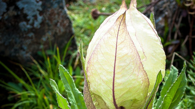 brahma kamal