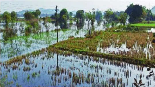 आधी जमिनी, आता नोकऱ्याही गेल्या! गोसेखुर्द प्रकल्पग्रस्तांचे आरक्षण रद्द; २२ गावांच्या पुनर्वसनाचा प्रश्न कायम