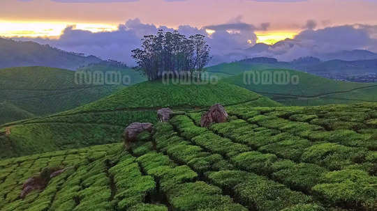 ഒരു രക്ഷയുമില്ലാത്ത തണുപ്പും കോടയും; മഞ്ഞിൽ അലിഞ്ഞ് ഗ്യാപ്പ് റോഡും മൂന്നാറും, ക്രിസ്മസ് - ന്യൂ ഇയർ ആഘോഷത്തിനൊരുങ്ങി റിസോർട്ടുകൾ