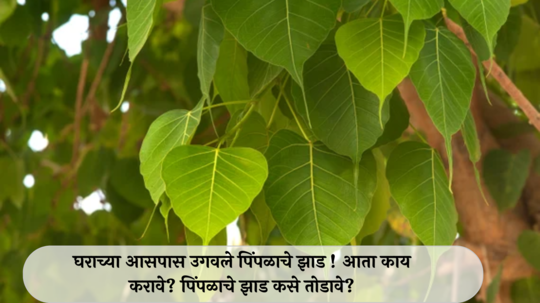 Rules About Peepal Tree: घराच्या आसपास उगवले पिंपळाचे झाड ! आता काय करावे? पिंपळाचे झाड कसे तोडावे?