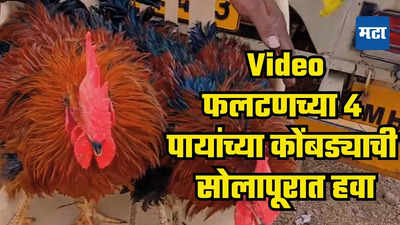 Video : फलटणच्या कोंबड्याची सोलापूरमध्ये हवा, चार पाय सोन्याचा व्हिडीओ तुफान व्हायरल