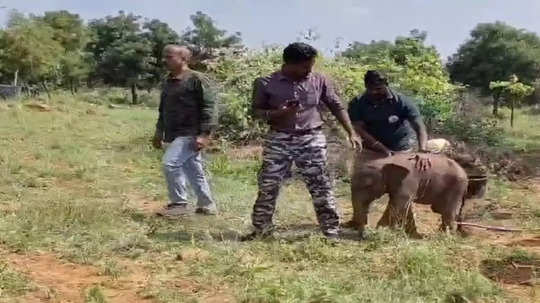 கோவை அருகே 2 மாத குட்டி யானையை கூட்டத்துடன் சேர்க்க வனத்துறை முயற்சி!