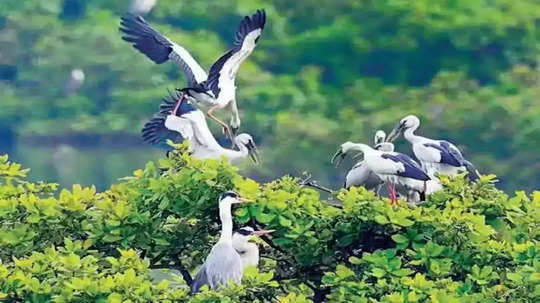 வேடந்தாங்கல் சரணாலயத்தில் சீசன் தொடக்கம்... குவியும் பறவைகள்!