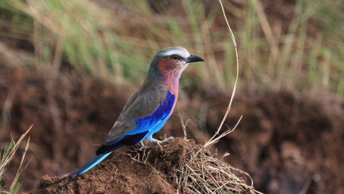 ಮನೆಯಲ್ಲಿ ಪಕ್ಷಿಯ ಗೂಡು