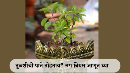 Astro Niyam about Tulsi : तुळशीची पाने कधी तोडावीत? तुळस घरात असेल तर हे नियम लक्षात ठेवा !