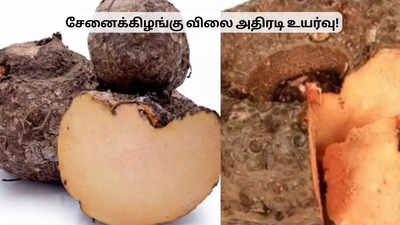 சேனைக்கிழங்கு விலை அதிரடி உயர்வு.. இன்றைய விலைப் பட்டியல்!