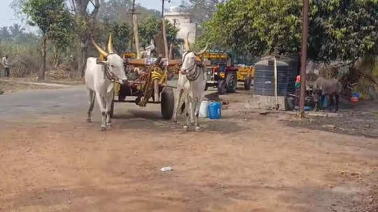 Special Story: कोल्हापूरात साखर शाळा केवळ कागदावरच, ऊसतोड कामगारांची पोर शिक्षणापासून वंचित