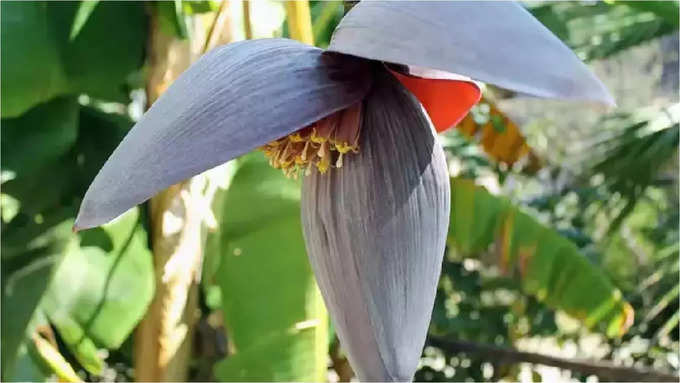 ಬಾಳೆಹೂವನ್ನು ಯಾವ ರೀತಿ ಸೇವಿಸಬೇಕು