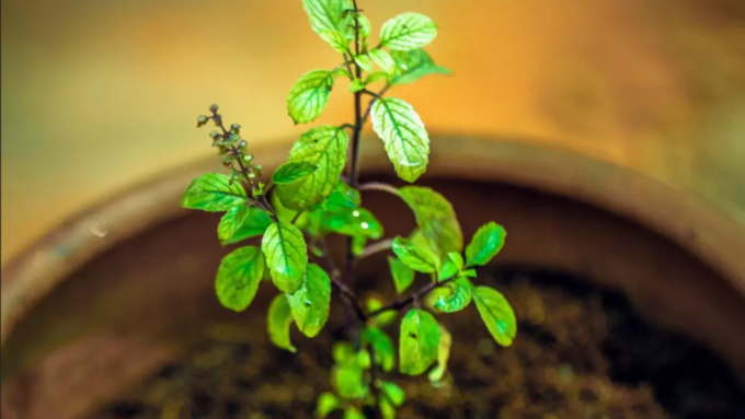 ಸೋಮಾವತಿ ಅಮಾವಾಸ್ಯೆ ಪೂಜೆ ವಿಧಾನ