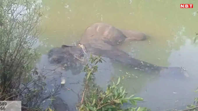 tusker elephant found in drain