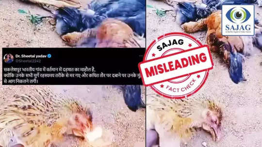 Fact Check : मृत कोंबड्यांच्या तोंडावर आग येत होती? सोशल मीडियावरील व्हायरल Video चं सत्य काय?