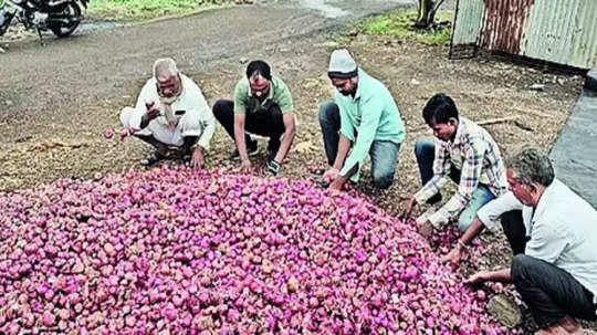 रब्बीच्या पिकांवर 'संक्रांत'; येवला तालुक्यात कांदा, मका, गहूचे अवकाळी पावसाने नुकसान, बळीराजा हवालदिल