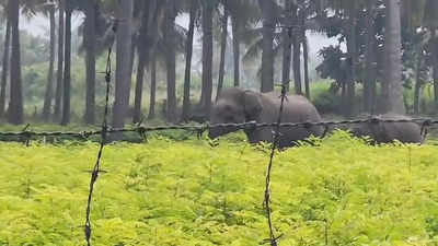 கோவை அருகே ஊருக்குள் புகுந்த காட்டு யானைகள்... மக்கள் கூட்டம் கூடியதால் பரபரப்பு!