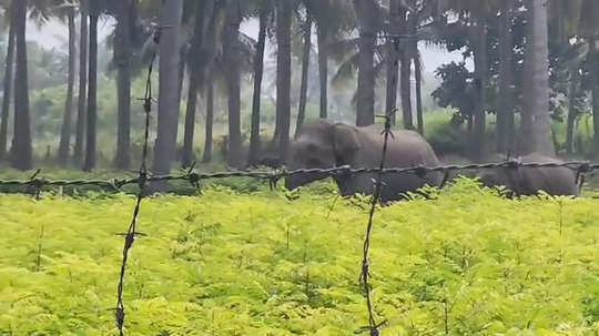 கோவை அருகே ஊருக்குள் புகுந்த காட்டு யானைகள்...  மக்கள் கூட்டம் கூடியதால் பரபரப்பு!