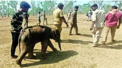 2 மாதமான குட்டியானை தெப்பக்காடு யானை முகாமில் விடப்பட்டது; வனத்துறையினர் நடவடிக்கை!