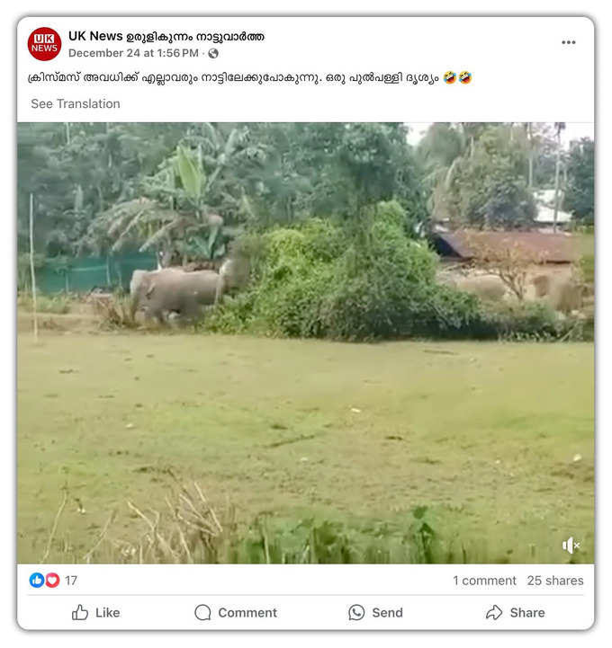 elephant viral video