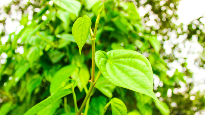 ವೀಳ್ಯದೆಲೆ